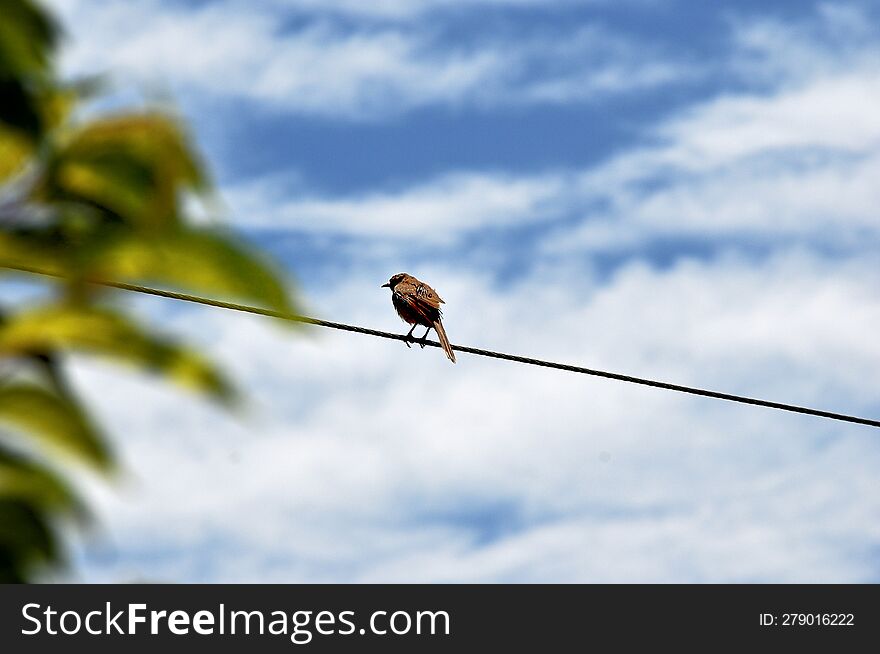 the harmony of nature, blue sky, plants and a wire where the bird pauses and enjoys nature...