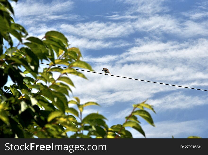 the harmony of nature, blue sky, plants and a wire where the bird pauses and enjoys nature...