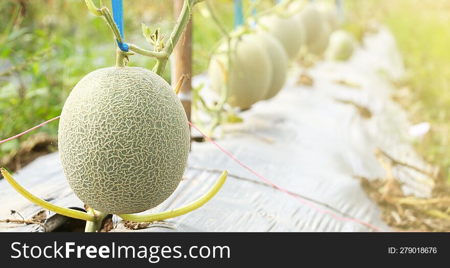 Fresh melon or cantaloupe in organic farm cultivated fruit farmer solar background
