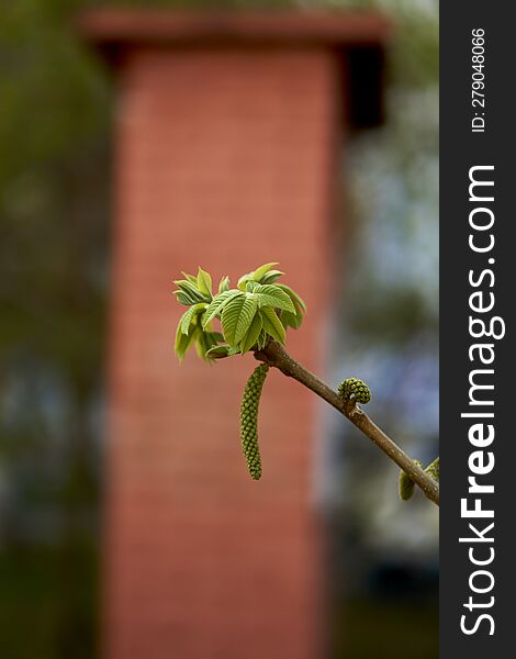 Young bright green leaves on a branch on a bright spring day in Krasnoyarsk