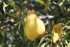 Pear In A Tree Stock Photos Pear In A Tree Stock Photos