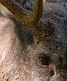Eurasian Elk Or Moose Stock Photo