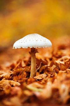 Mushroom Over Of Carpet Of Leaves Stock Images Mushroom Over Of Carpet Of Leaves Stock Images