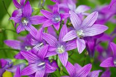 Purple Meadow Campanula Bell Flowers Royalty Free Stock Photos Purple Meadow Campanula Bell Flowers Royalty Free Stock Photos