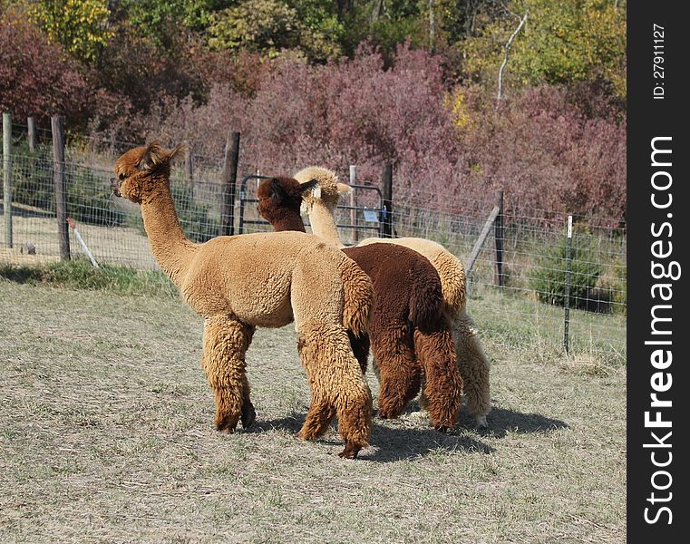 Three brown and tan fluffy alpacas in a fenced pasture. Three brown and tan fluffy alpacas in a fenced pasture