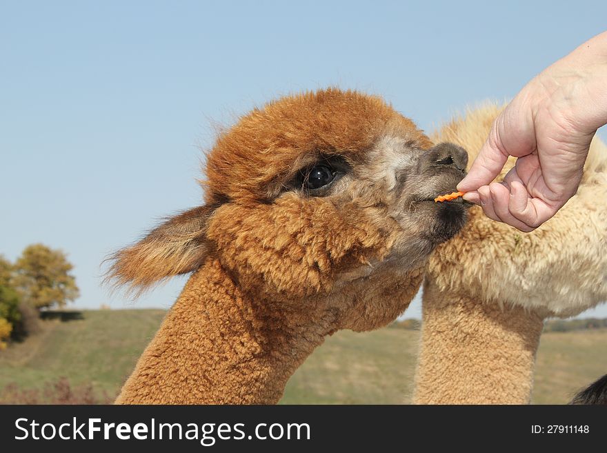 Young Alpaca Receiving A Carrot Treat