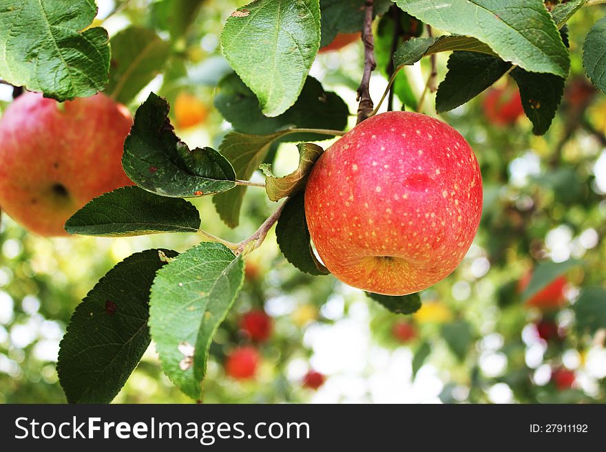 Red apple hanging on the apple tree, ready for harvest. Red apple hanging on the apple tree, ready for harvest