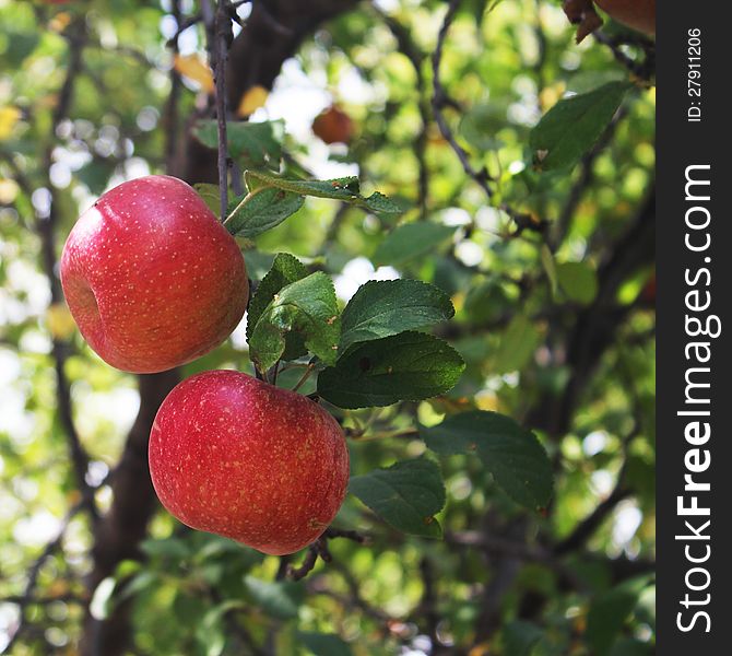 Two red apples hanging on the apple tree, ripe and ready for harvest. Two red apples hanging on the apple tree, ripe and ready for harvest