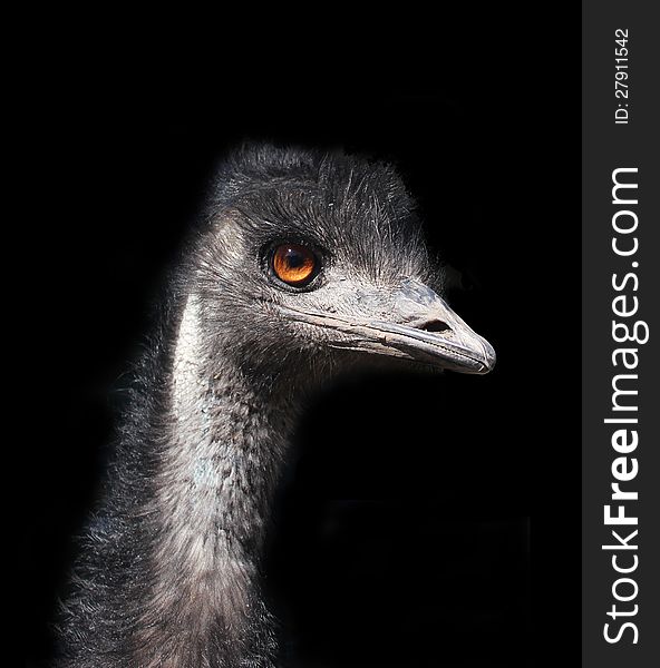 Emu head with large golden eye against a black background. Emu head with large golden eye against a black background