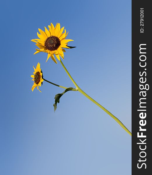 An isolated sunflower against a blue sky