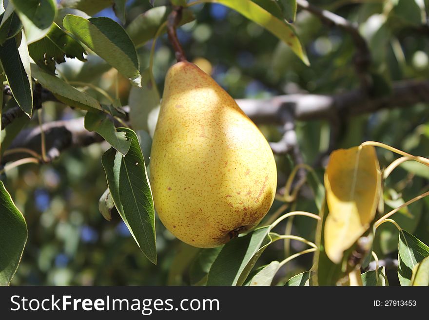 Yellow pear hanging on a branch in a tree. Yellow pear hanging on a branch in a tree