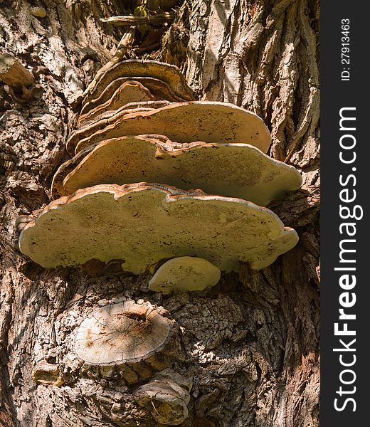 Tinder fungus or hoof fungus stuck to a tree