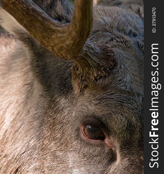 Eurasian elk or moose is the largest species within the deer family