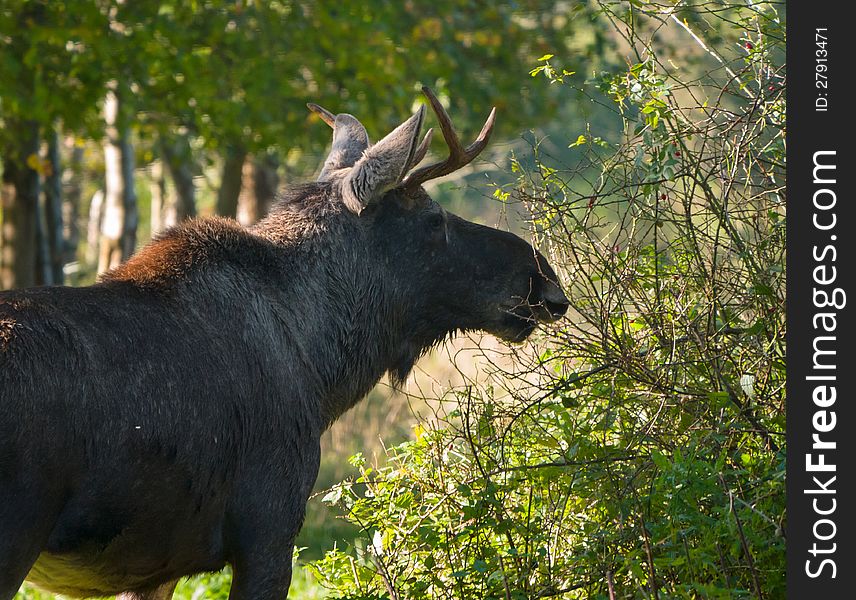 Eurasian elk or moose is the largest species within the deer family