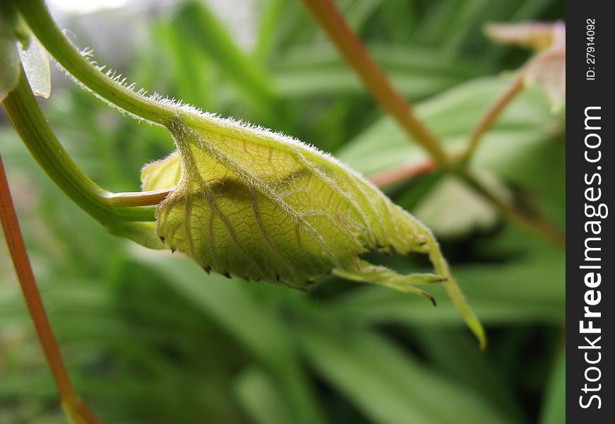 Grapevine Leaves Macro