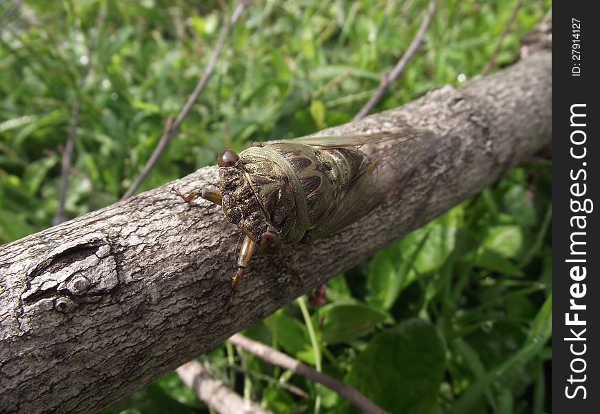 Cicada On A Branch Macro