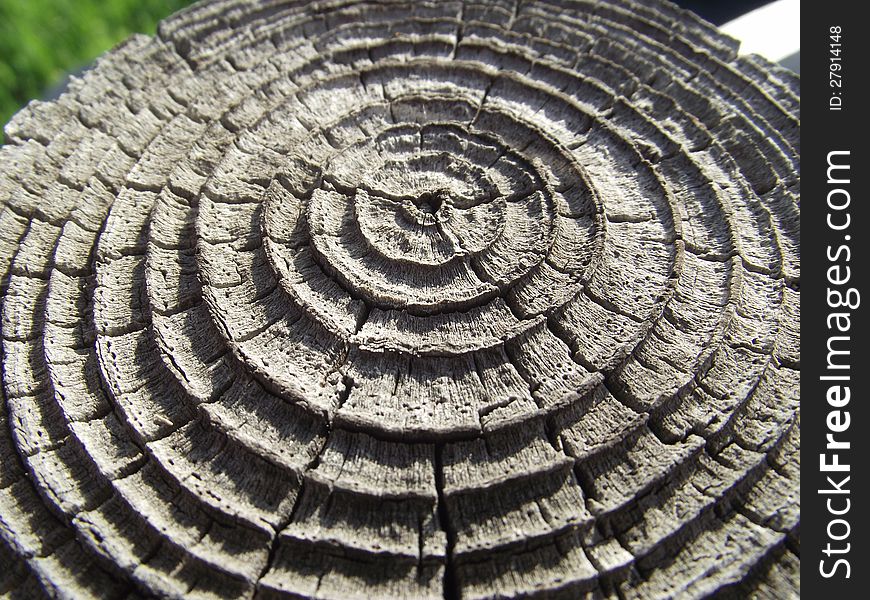 Old warped fence post forms circles. Old warped fence post forms circles