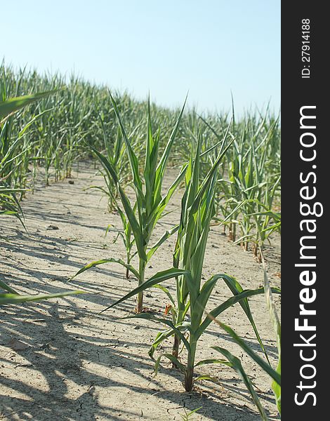 Corn plants suffer under unrelenting sun and dry conditions. Corn plants suffer under unrelenting sun and dry conditions