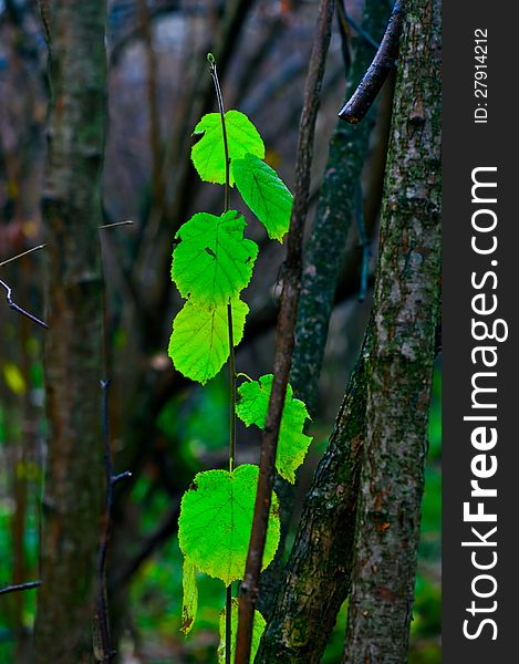 Last green leaves in the autumn forest in October.