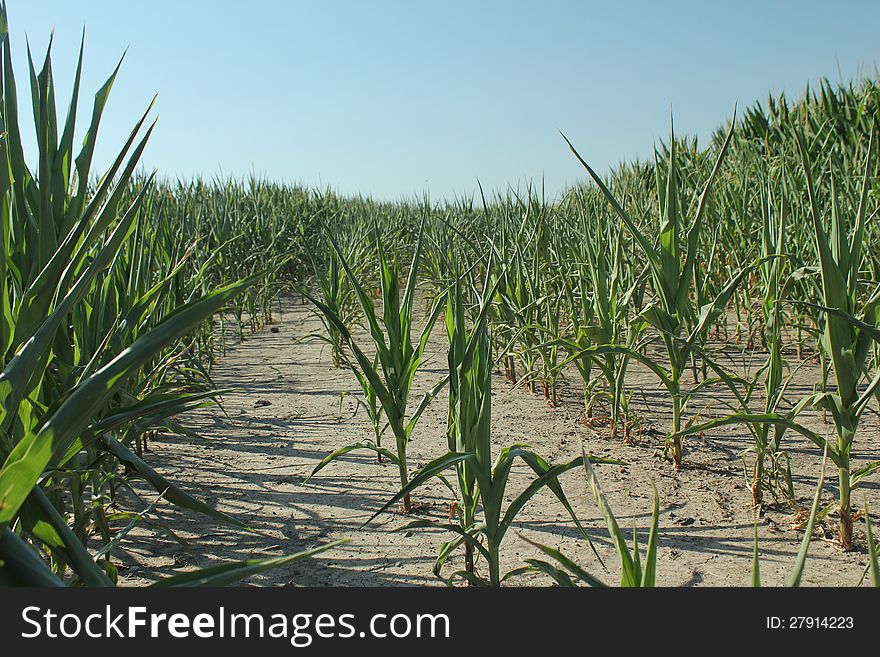 Corn plants suffer under unrelenting sun and dry conditions. Corn plants suffer under unrelenting sun and dry conditions