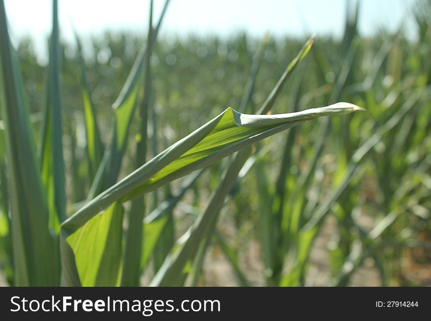 Corn plants suffer under unrelenting sun and dry conditions. Corn plants suffer under unrelenting sun and dry conditions