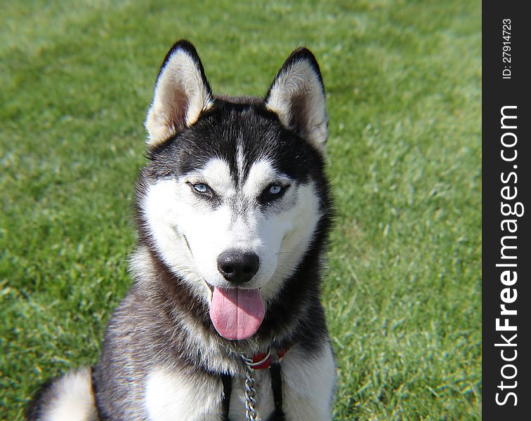 Husky dog macro with tongue hanging out on a grassy background