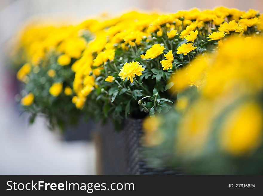 Beautiful yellow chrysanthemums flowers potted, in row. Selective focus