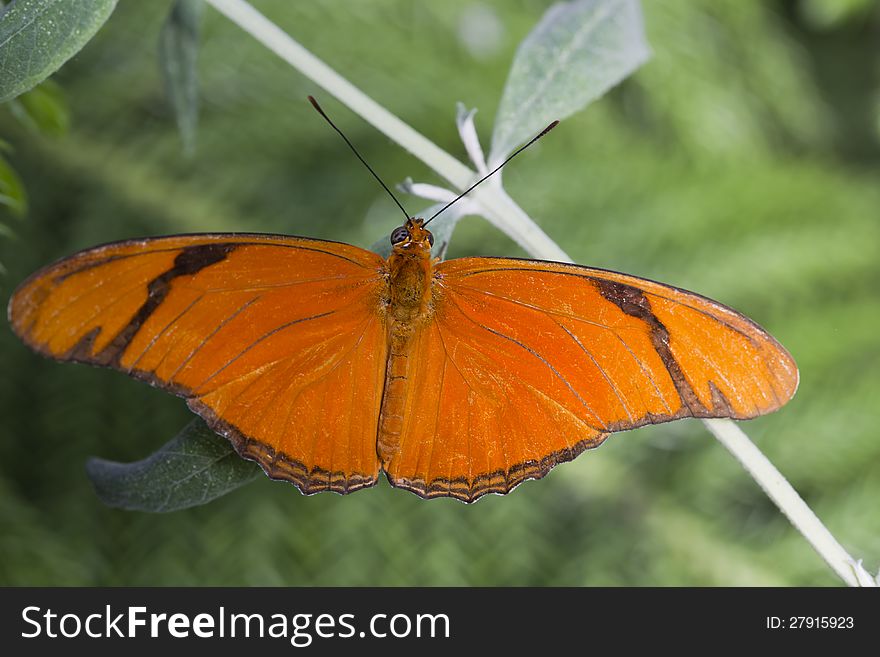 Banded Orange Butterfly