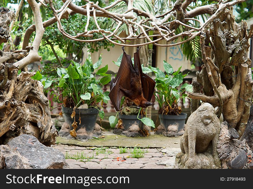 Large flying fox or fruit bat hanging upside down from creepers in a tropical garden. Large flying fox or fruit bat hanging upside down from creepers in a tropical garden