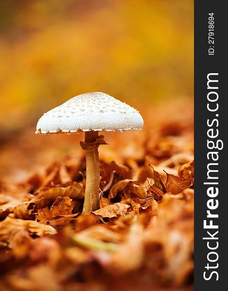 Mushroom over of carpet of leaves