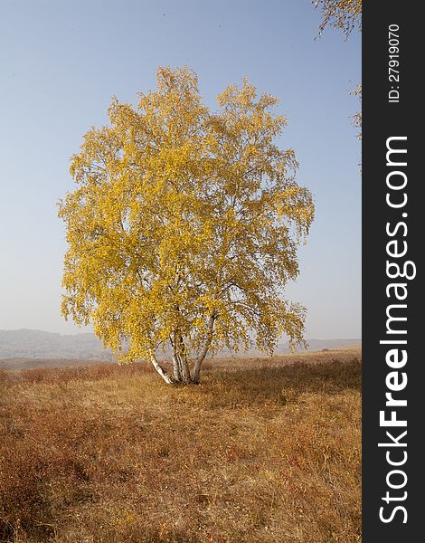 The autumn grassland establish birch leaves all becomes golden brown vegetation. The autumn grassland establish birch leaves all becomes golden brown vegetation