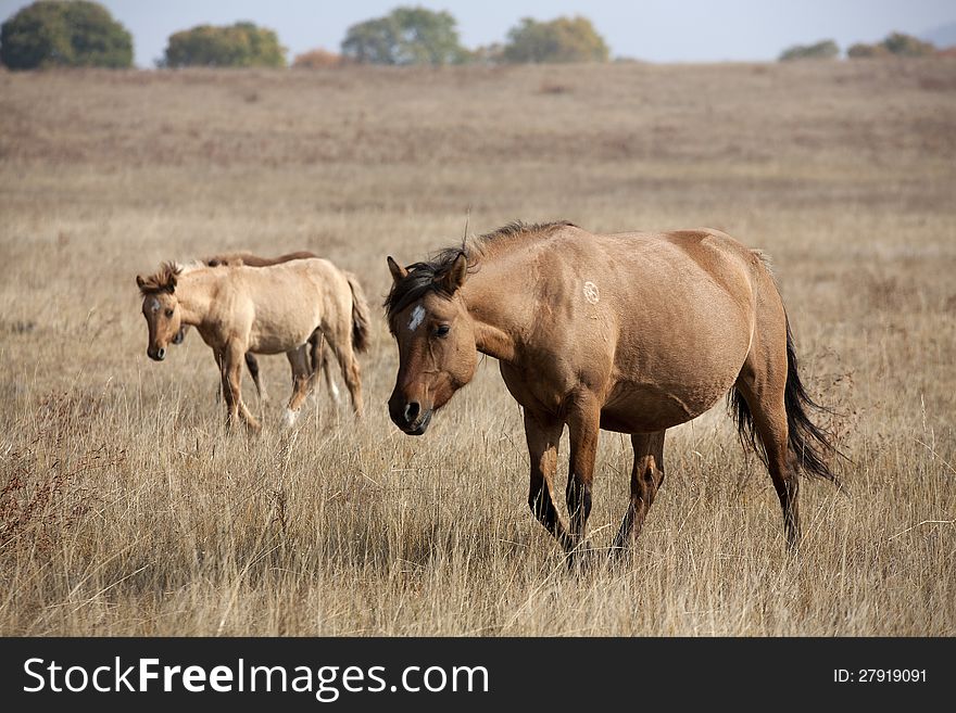 Merrily running horses in the grasslands. Merrily running horses in the grasslands