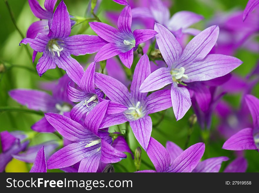 Purple Meadow Campanula Bell Flowers