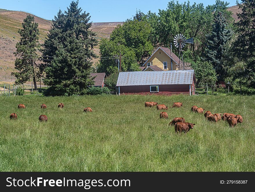 Lush Field of Grass Fed Red Angus Beef