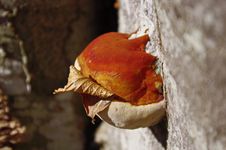 Free Tree Fungus Royalty Free Stock Images - 27926599