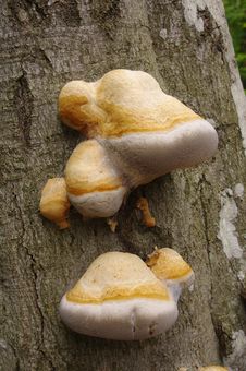 Free Tree Fungus Royalty Free Stock Image - 27927376