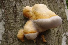 Free Tree Fungus Stock Photography - 27927772