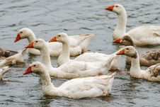Geese Together Stock Image Geese Together Stock Image