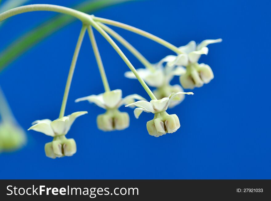 Flower of Asclepias fruticosa, gomphocarpus fruticosus, swan plant, african milkweed, balloonplant