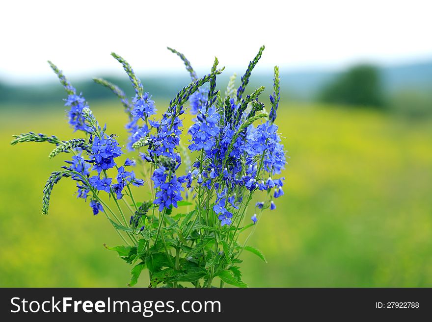 Closeup of beautiful blue wildflowers on green grass background