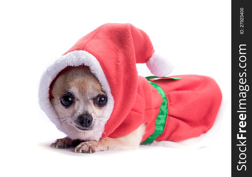 Cute chihuahua dressed as Christmas elf with hat and bows. on white background. Cute chihuahua dressed as Christmas elf with hat and bows. on white background