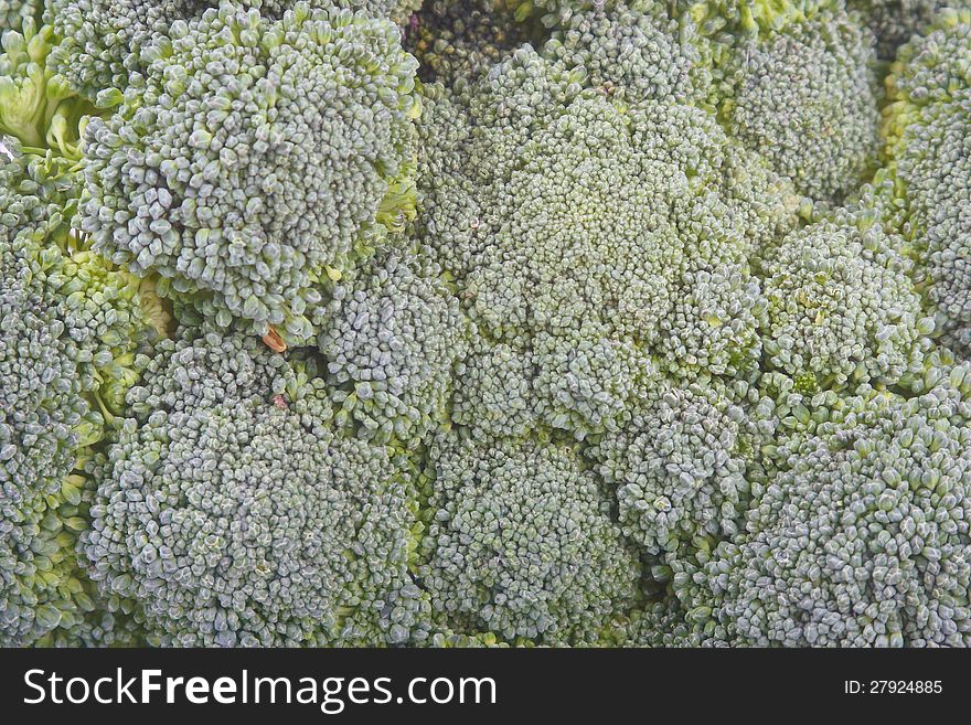 Macro background of fresh broccoli. Macro background of fresh broccoli