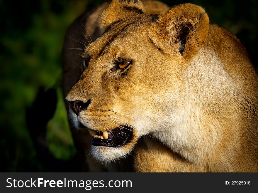 Lioness portrait, Serengeti