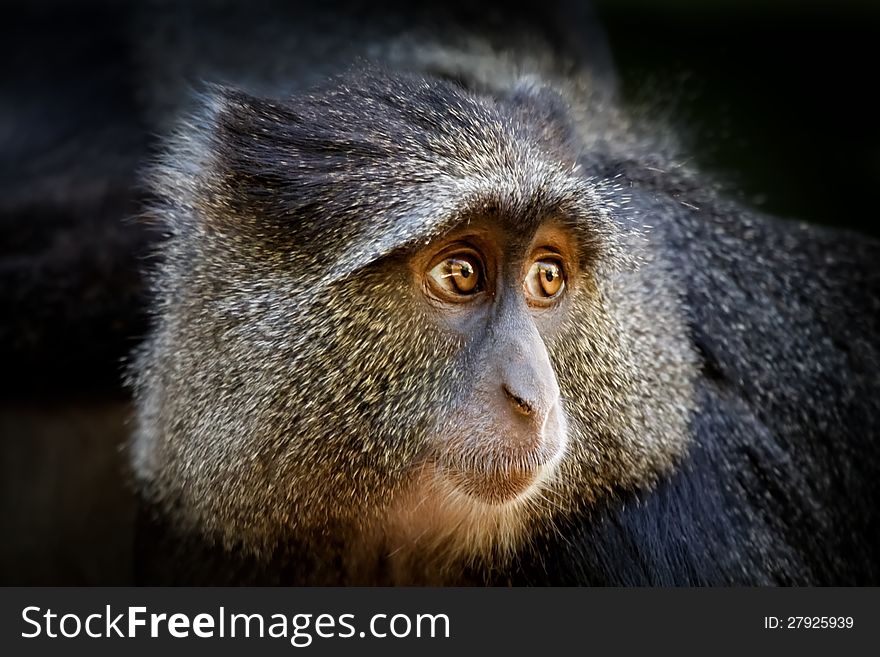 Portrait of a Blue monkey (Cercopithecus mitis) in the Lake Manyara National Park. Portrait of a Blue monkey (Cercopithecus mitis) in the Lake Manyara National Park.