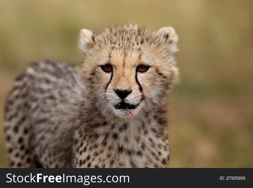 One of six Cheetah cubs after breakfast. Masai Mara, Kenya. One of six Cheetah cubs after breakfast. Masai Mara, Kenya