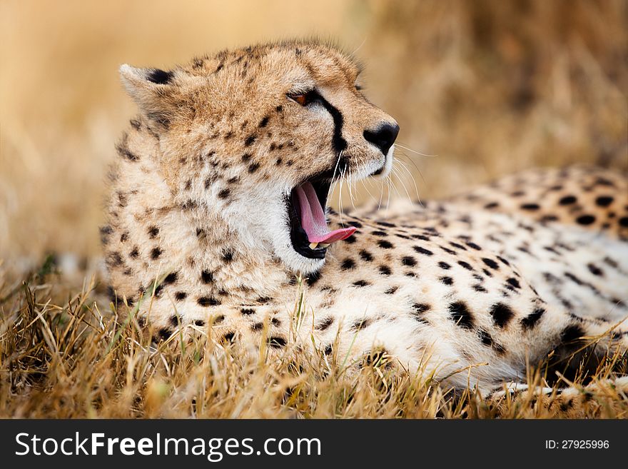 Yawning Cheetah relaxed in the bush with his mother. Yawning Cheetah relaxed in the bush with his mother.