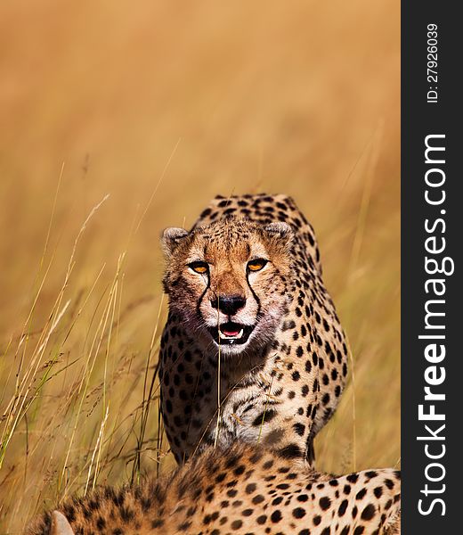 One of four male Cheetahs in Masai Mara back on the way to eat his prey. Mother: Shingo. One of four male Cheetahs in Masai Mara back on the way to eat his prey. Mother: Shingo