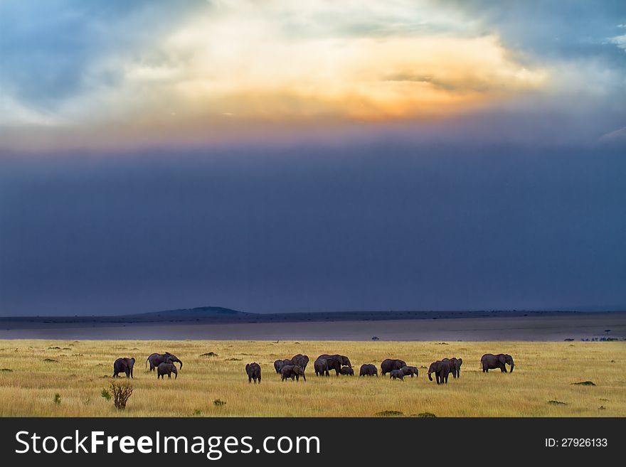 Elephants Just Before The Rain, Masai Mara