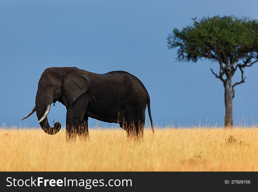 There are only few trees in the Masai Mara and it was lucky to see this handsome elephant in the magnificent scenery. There are only few trees in the Masai Mara and it was lucky to see this handsome elephant in the magnificent scenery.