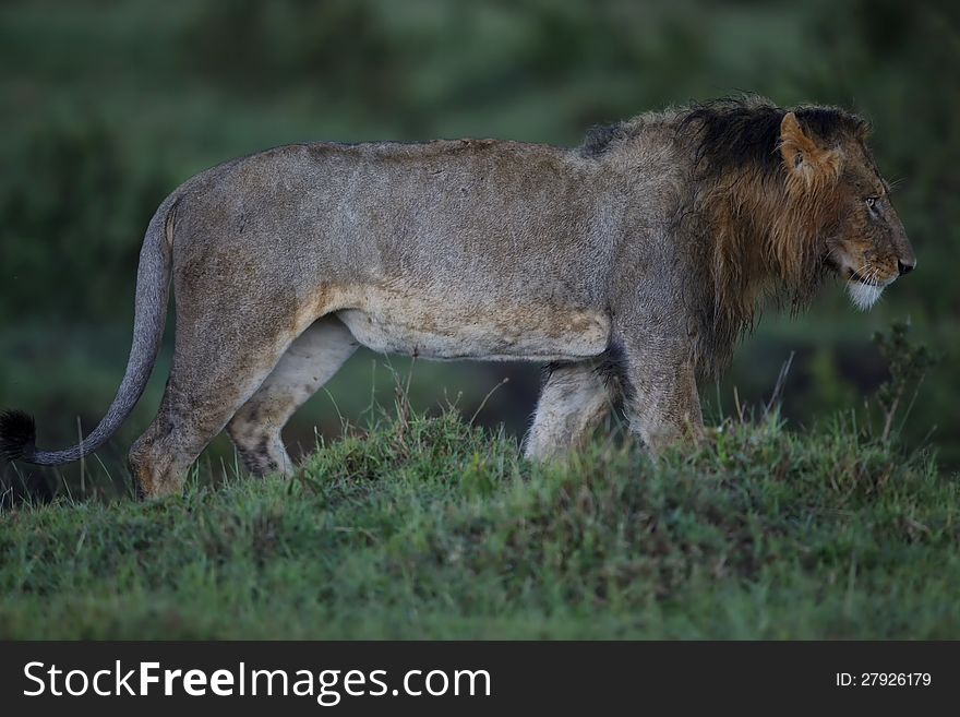 One of four new lions in Musiara Swamp Masai Mara, Kenya. One of four new lions in Musiara Swamp Masai Mara, Kenya.